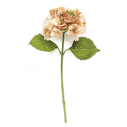 Fall Hydrangea Stem