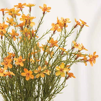 Golden Star Flower Bush