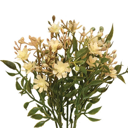 Ivory Fall Lilac Bush
