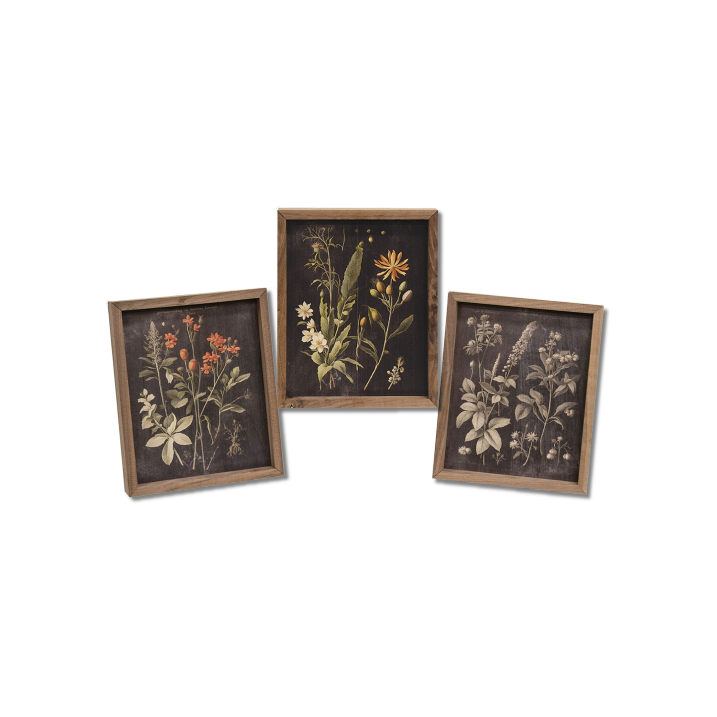 Vintage Botanical Framed Print